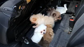 Yavru Pomeranian köpekleri koltuğun altından çıktı