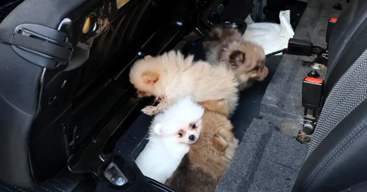 Yavru Pomeranian köpekleri koltuğun altından çıktı