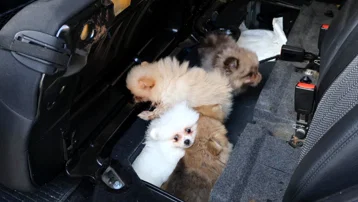 Yavru Pomeranian köpekleri koltuğun altından çıktı