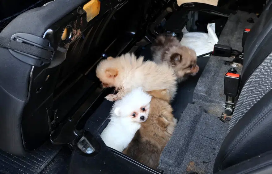 Yavru Pomeranian köpekleri koltuğun altından çıktı 1