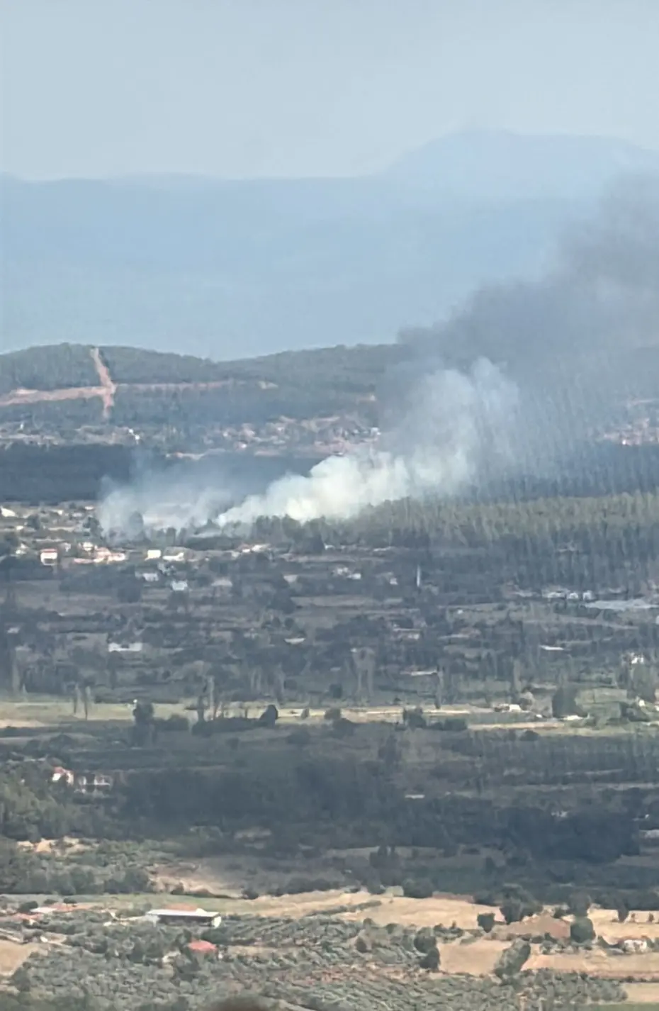 Muğla'da orman yangını. Havadan ve karadan müdahale ediliyor