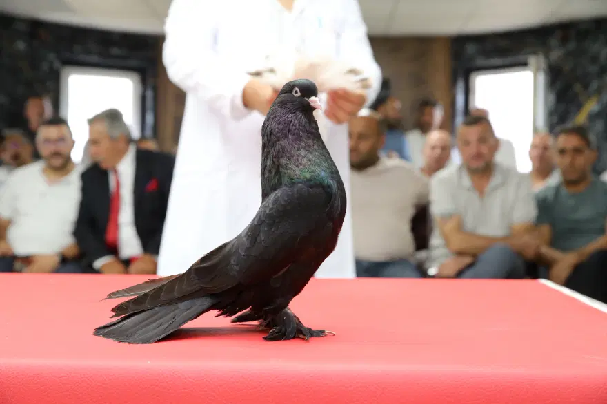 5 IRKTAN OLUŞUYOR 2 5 IRKTAN OLUŞUYOR 2