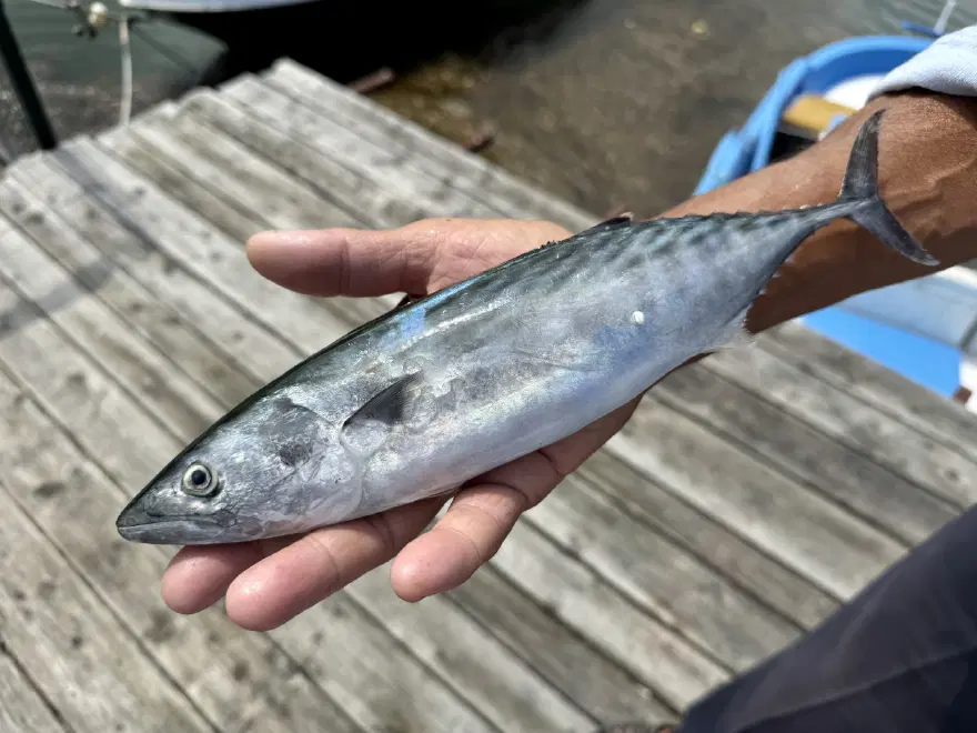 Karadeniz'de palamut bolluğu. Fiyatı 250 liraydı hızla düştü Karadeniz'de palamut bolluğu. Fiyatı 250 liraydı hızla düştü