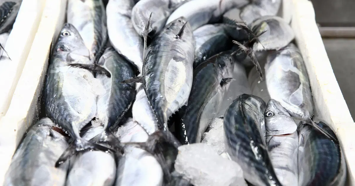 Karadeniz'de palamut bolluğu. Fiyatı 250 liraydı hızla düştü