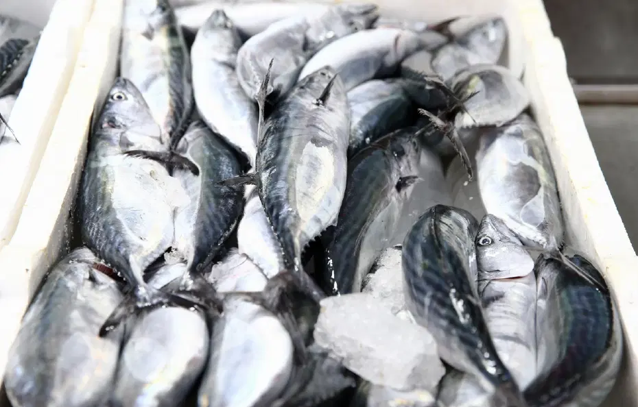 Karadeniz'de palamut bolluğu. Fiyatı 250 liraydı hızla düştü