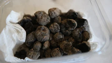 Havran siyah incirinin 8 bin yıllık kalıntıları bulundu