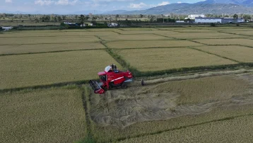 2 bin 250 dekar alana ekildi. "Bu pirinci yiyenler başka pirinç yemiyor"