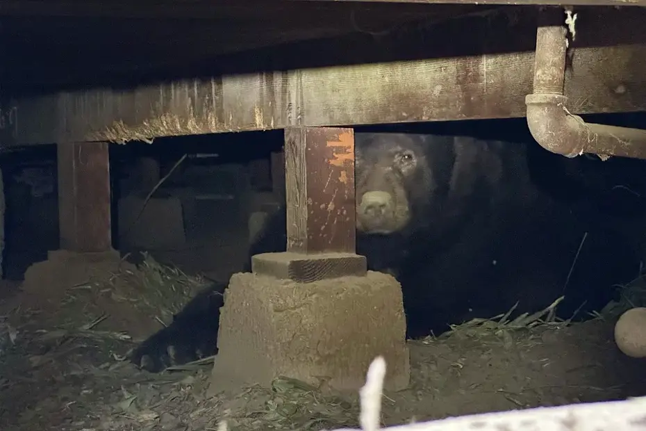 Eve yerleşen ayı, aylardır 