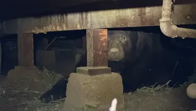 Eve yerleşen ayı, aylardır "çıkmayı reddediyor"