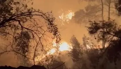 Adana'da orman yangını