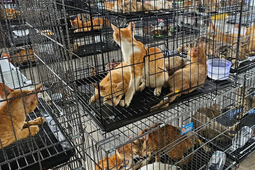 KEDİ ÇETESİNE OPERASYON 
