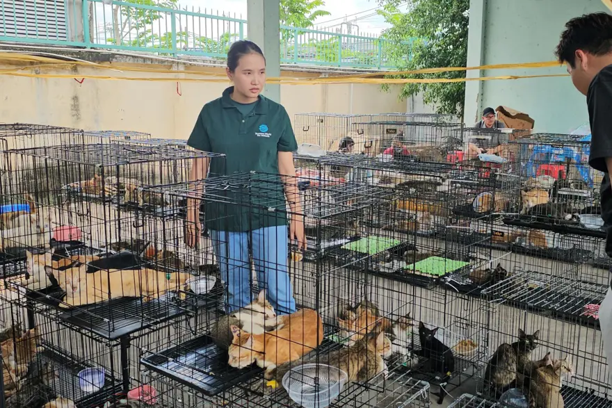 KURTARILAN KEDİLERDEN YAKLAŞIK 100'Ü ÖLDÜ 3