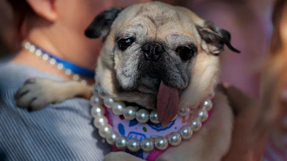 2026'nın en çirkin köpeği seçildi. Kurtarılma hikayesi herkesi duygulandırıyor