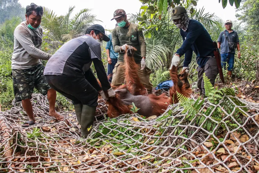 Endonezya'daki orman yangınlarından etkilenen Borneo orangutanlarını kurtarmak için zamanla yarışılıyor