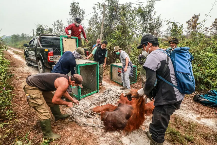 Endonezya'daki orman yangınlarından etkilenen Borneo orangutanlarını kurtarmak için zamanla yarışılıyor