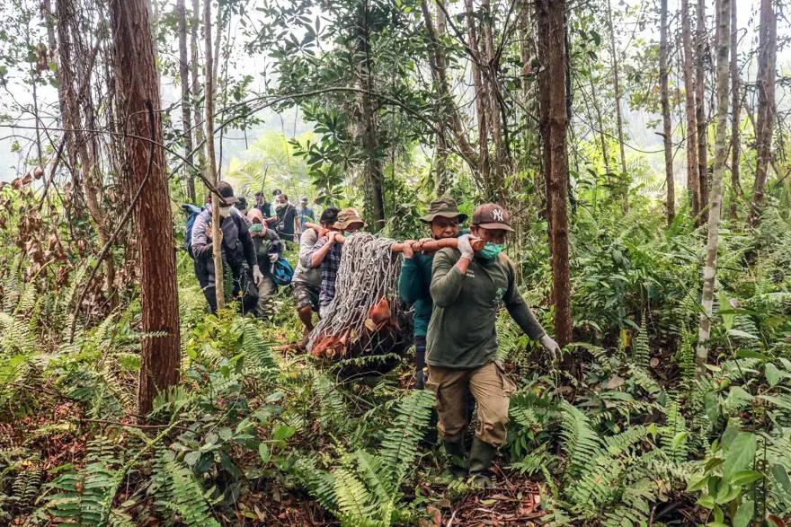 Endonezya'daki orman yangınlarından etkilenen Borneo orangutanlarını kurtarmak için zamanla yarışılıyor