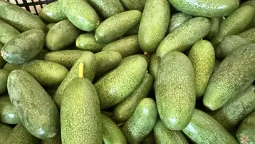 Antalya&#x27;da yetişiyor, dünyaya satılıyor: Bu yıl rekolte beklentisi oldukça yüksek