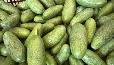 Antalya'da yetişiyor, dünyaya satılıyor: Bu yıl rekolte beklentisi oldukça yüksek