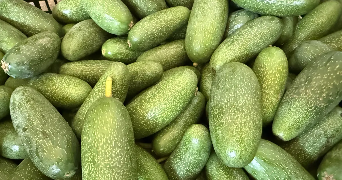 Antalya'da yetişiyor, dünyaya satılıyor: Bu yıl rekolte beklentisi oldukça yüksek