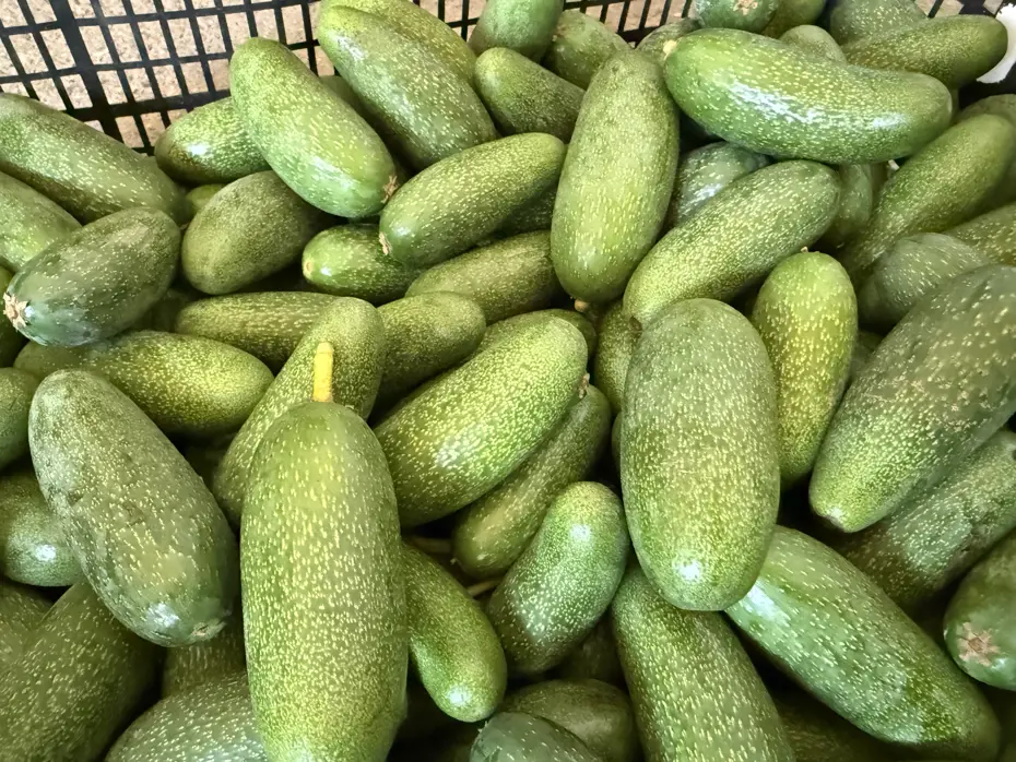 Antalya'da yetişiyor, dünyaya satılıyor: Bu yıl rekolte beklentisi oldukça yüksek