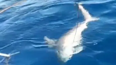 Amatör balıkçının oltasına köpek balığı takıldı