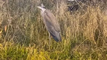 Bitkin halde bulunan gri balıkçıl bakıma alındı