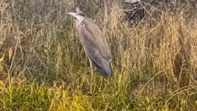 Bitkin halde bulunan gri balıkçıl bakıma alındı