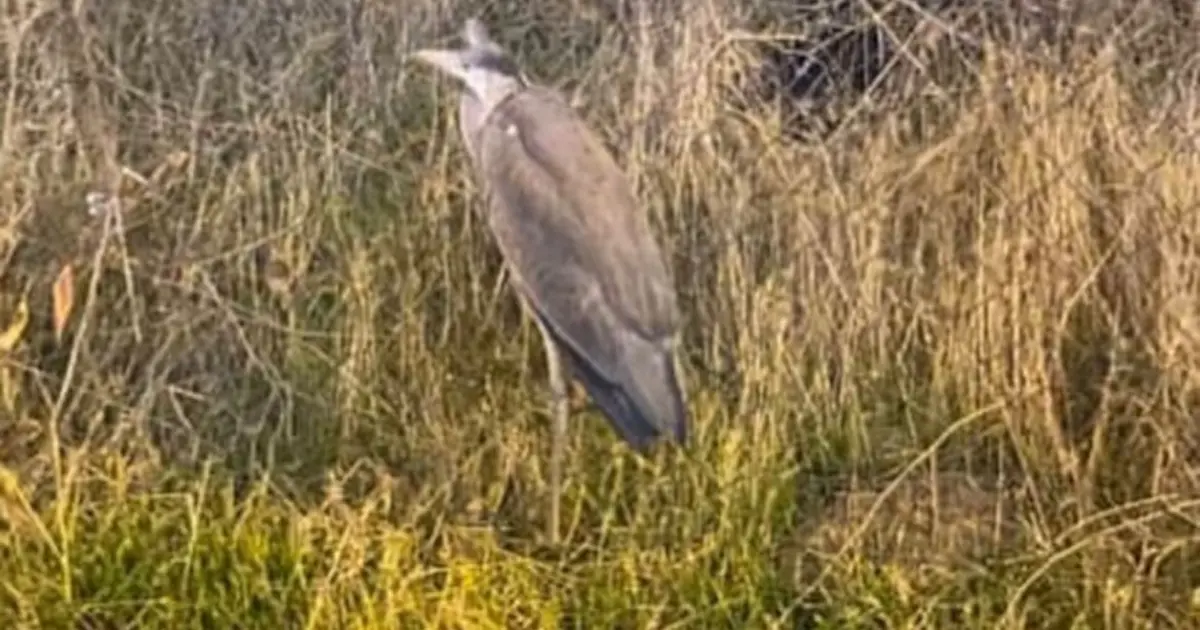 Bitkin halde bulunan gri balıkçıl bakıma alındı