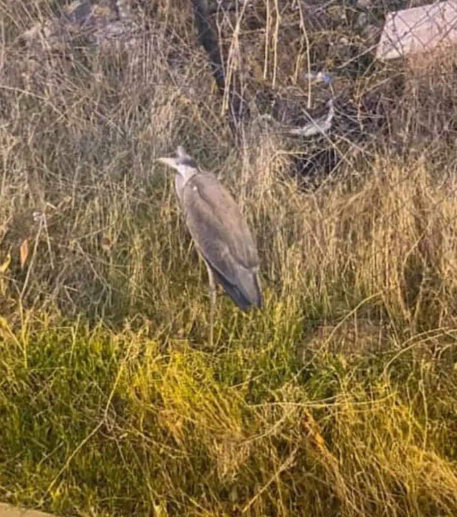 Bitkin halde bulunan gri balıkçıl bakıma alındı