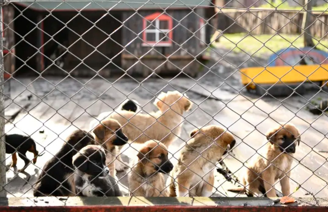 Mahkemeden sokaktaki köpekleri ''kontrolsüz besleme'' yasağına iptal