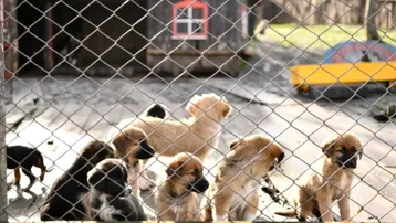 Mahkemeden sokaktaki köpekleri ''kontrolsüz besleme'' yasağına iptal