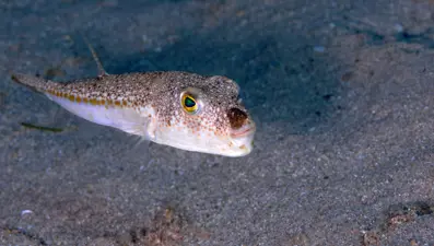 Balon balığı avcıları iş başında. 1 milyon 227 bin 144 lira kazandı