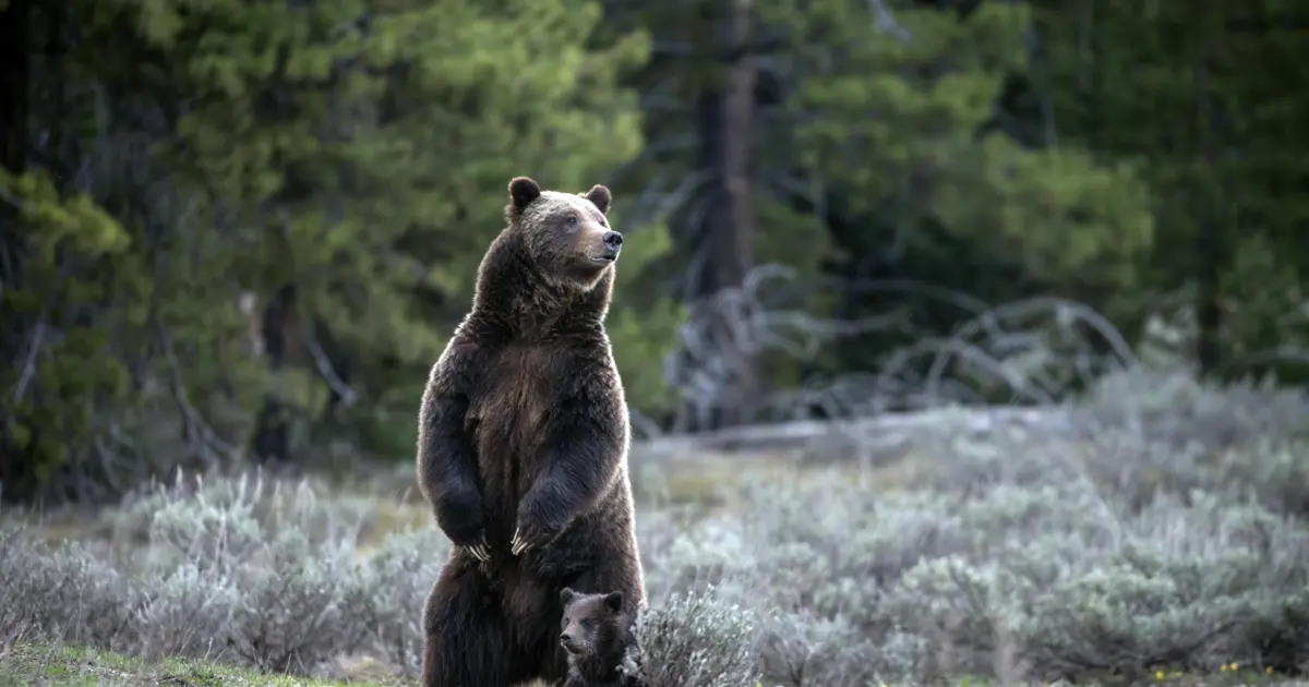 Japonya'da ayı saldırılarına karşı ek bütçe