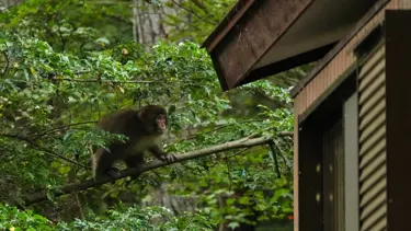 Japonya’da insan-maymun savaşı! Köylülerin kabusu oldular