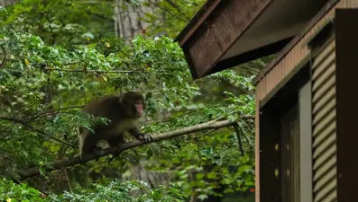 Japonya’da insan-maymun savaşı! Köylülerin kabusu oldular