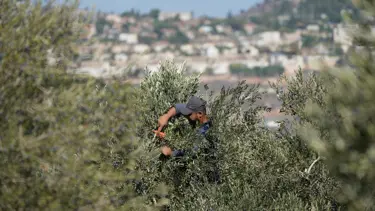 Batı Şeria'nın asırlık zeytin ağacı Filistin direnişinin sembolü oldu