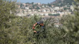 Batı Şeria'nın asırlık zeytin ağacı Filistin direnişinin sembolü oldu