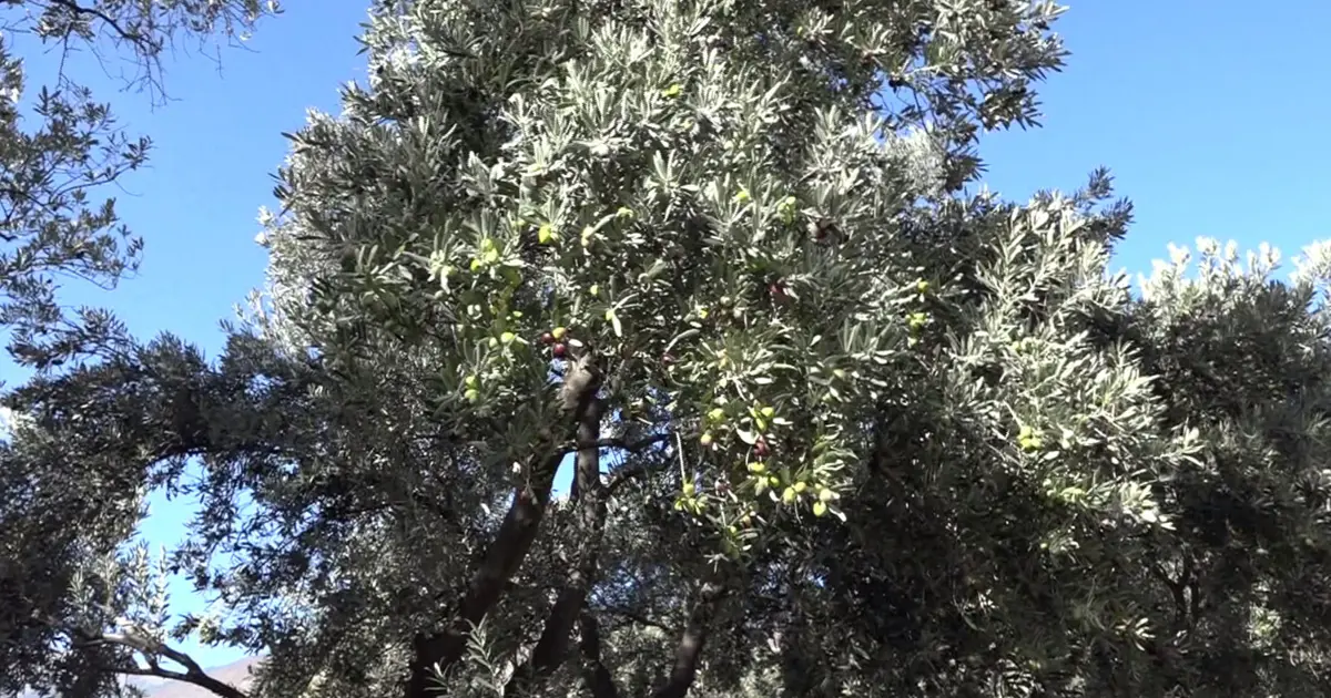 Kilosu 400 TL! Asidi düşük,kabuğu ince... Artvin'in Çin'den ödüllü zeytininde hasat zamanı