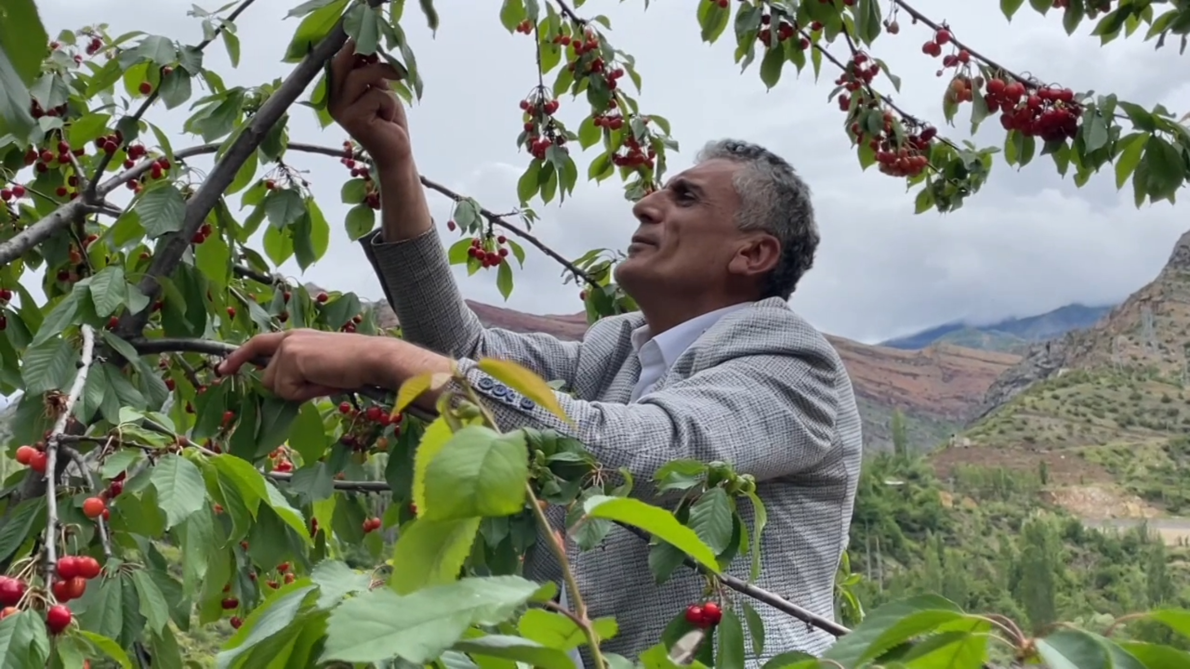 Çoruh Nehri kenarında yetişiyor. Soğuk hava hasadını geciktirdi