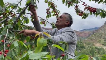 Çoruh Nehri kenarında yetişiyor. Soğuk hava hasadını geciktirdi