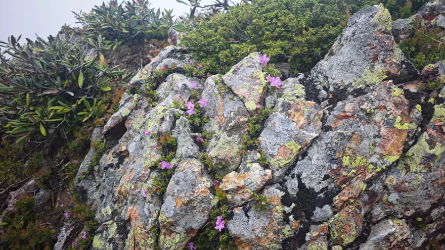 Dünyada sadece Artvin'de yetişiyor. Yalnızca bir ay görülebiliyor 1