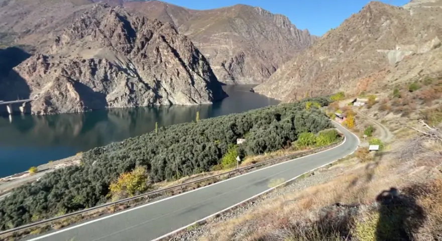 Kilosu 400 TL! Asidi düşük,kabuğu ince... Artvin'in Çin'den ödüllü zeytininde hasat zamanı  1