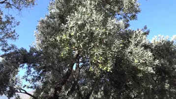 Kilosu 400 TL! Asidi düşük,kabuğu ince... Artvin'in Çin'den ödüllü zeytininde hasat zamanı 