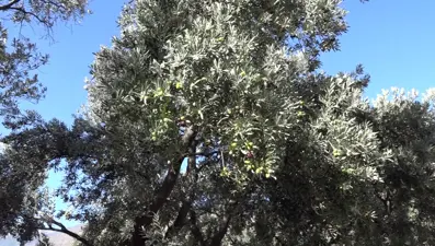 Kilosu 400 TL! Asidi düşük,kabuğu ince... Artvin'in Çin'den ödüllü zeytininde hasat zamanı 