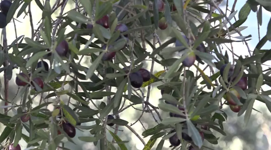 Kilosu 400 TL! Asidi düşük,kabuğu ince... Artvin'in Çin'den ödüllü zeytininde hasat zamanı  4