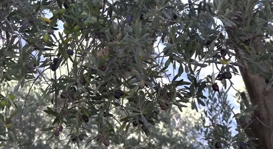 Kilosu 400 TL! Asidi düşük,kabuğu ince... Artvin'in Çin'den ödüllü zeytininde hasat zamanı  