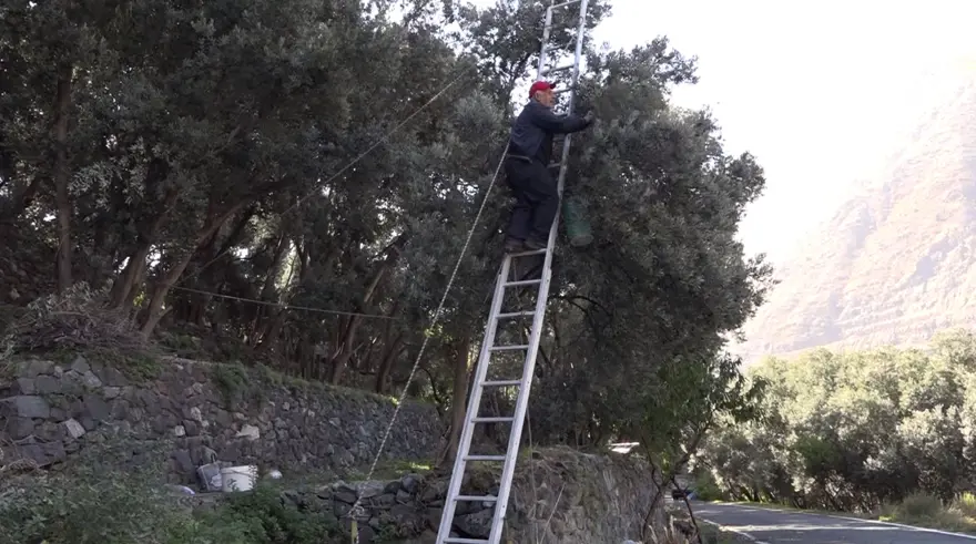 Kilosu 400 TL! Asidi düşük,kabuğu ince... Artvin'in Çin'den ödüllü zeytininde hasat zamanı  3
