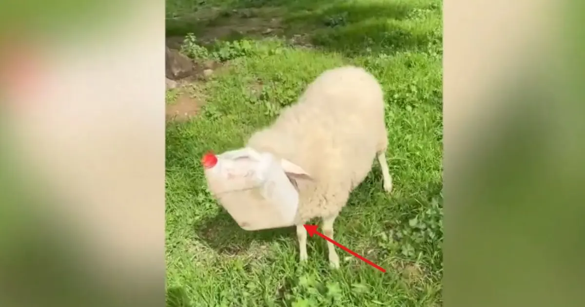 Başını plastik bidona sıkıştıran koyun kurtarıldı