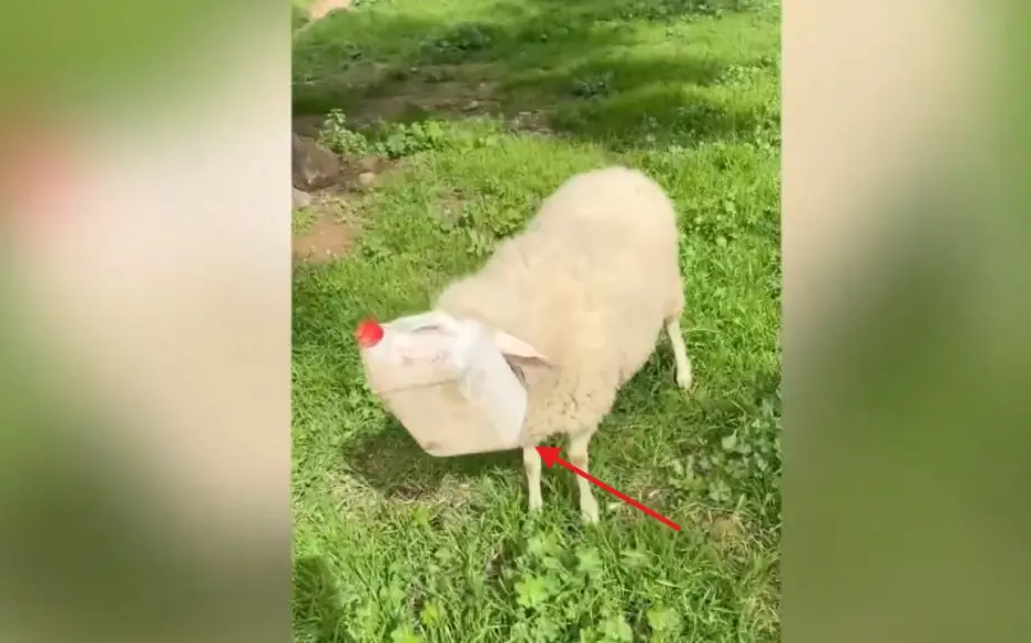 Başını plastik bidona sıkıştıran koyun kurtarıldı