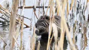 Ağrı Dağı eteklerindeki su maymunu beslenirken görüntülendi